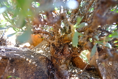 Othonna lasiocarpa image