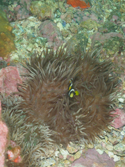 Amphiprion latezonatus