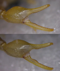 Mesobuthus thersites