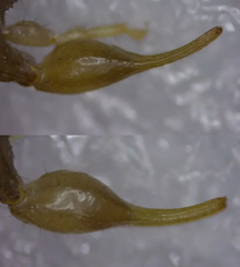 Mesobuthus thersites