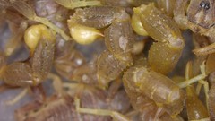 Mesobuthus thersites