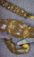 Mesobuthus thersites