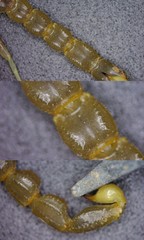 Mesobuthus thersites