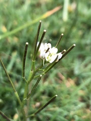 Cardamine hirsuta