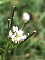 Cardamine hirsuta