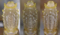 Mesobuthus thersites