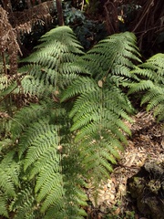 Hypolepis dicksonioides