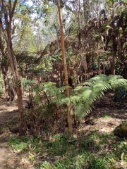 Hypolepis dicksonioides