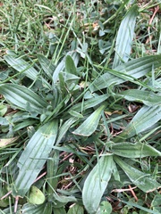 Plantago lanceolata