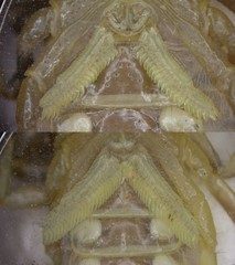 Mesobuthus thersites