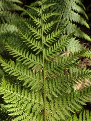 Hypolepis dicksonioides