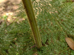 Hypolepis dicksonioides