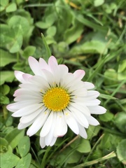 Bellis perennis