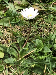 Bellis perennis