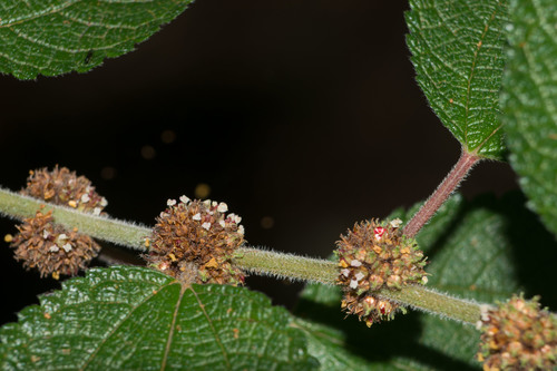 Phenax hirtus