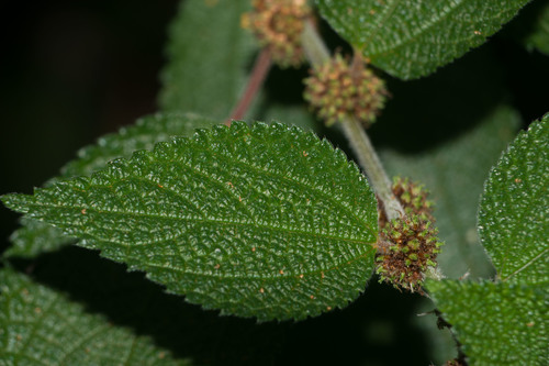 Phenax hirtus