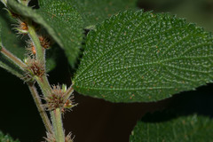 Phenax hirtus