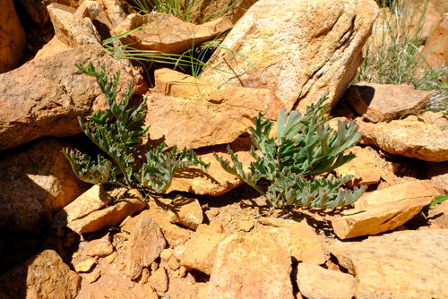 Pelargonium carnosum image