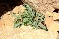 Pelargonium carnosum image