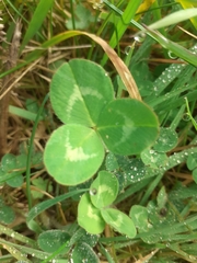 Trifolium pratense
