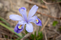 Iris speculatrix