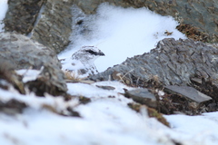 Lagopus muta pyrenaica