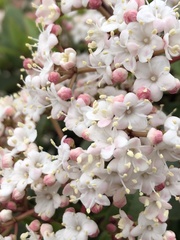 Viburnum tinus