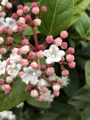 Viburnum tinus