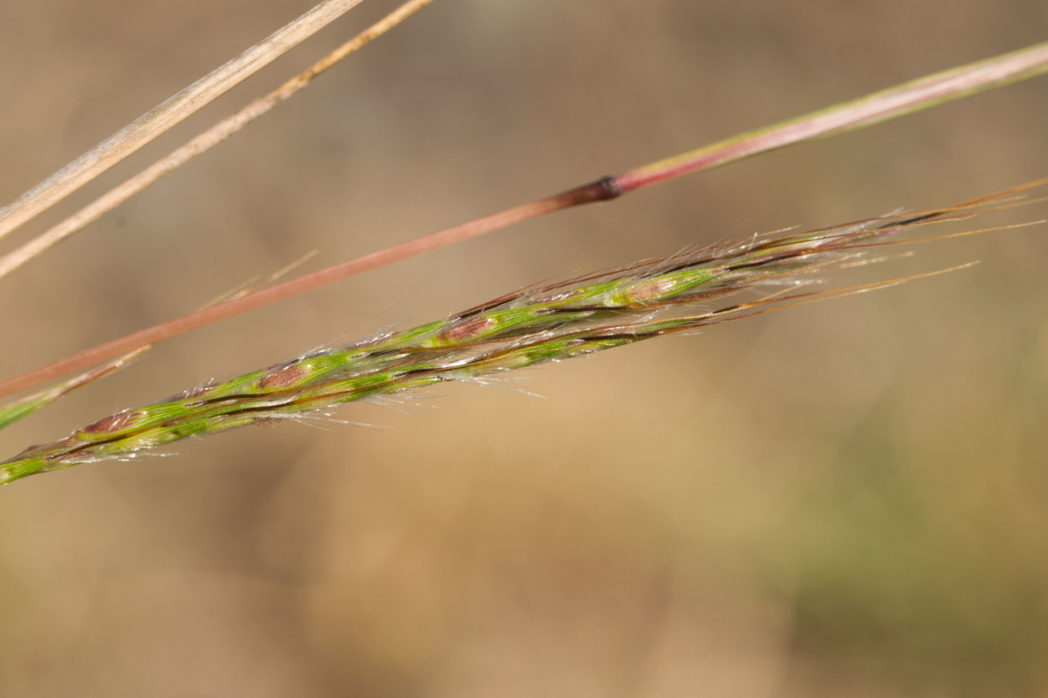 Bothriochloa macra