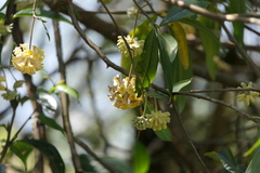 Edgeworthia gardneri
