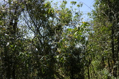 Edgeworthia gardneri