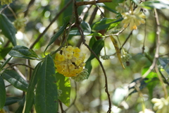 Edgeworthia gardneri