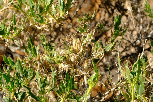 Blepharis spinifex image