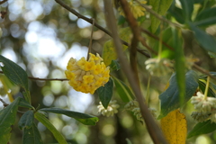 Edgeworthia gardneri