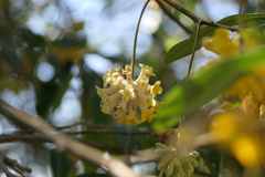 Edgeworthia gardneri