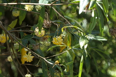 Edgeworthia gardneri