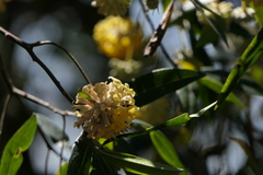 Edgeworthia gardneri