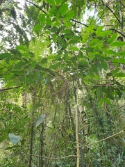 Syzygium crebrinerve