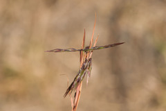 Cymbopogon refractus