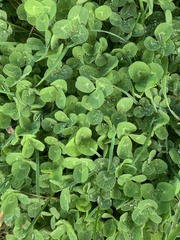 Trifolium pratense
