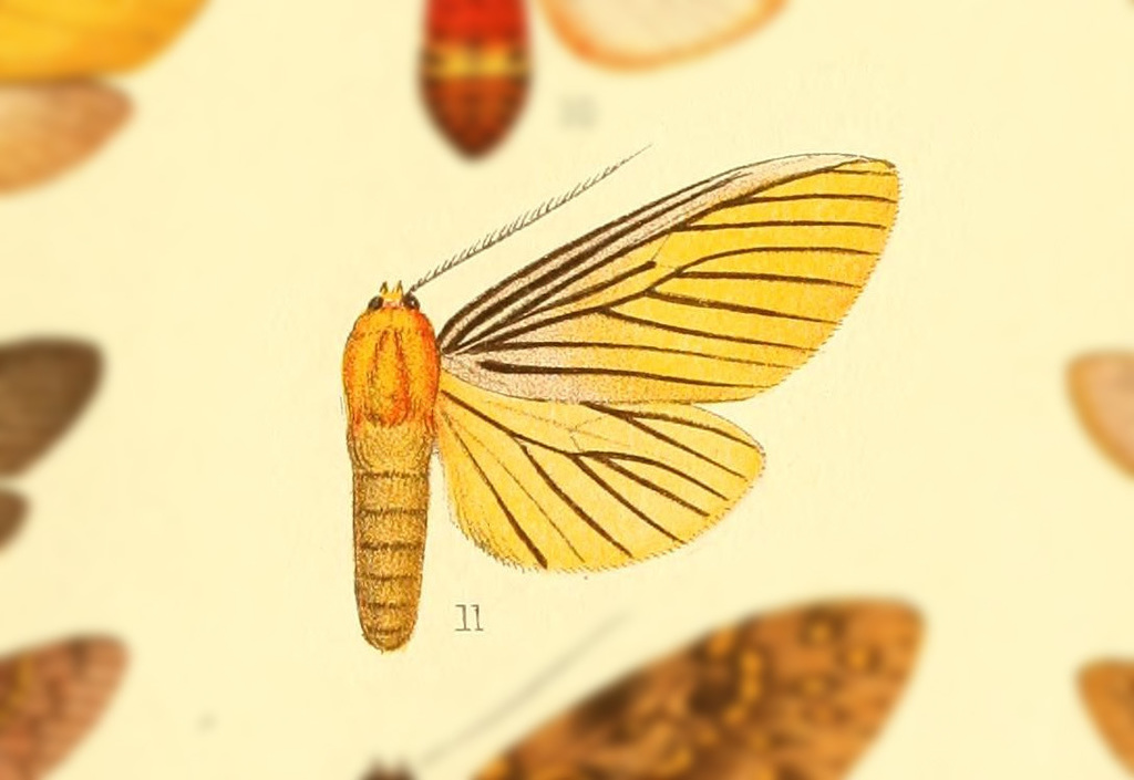 Pseudischnocampa nigrivena