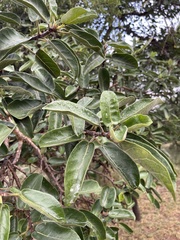 Ficus stuhlmannii