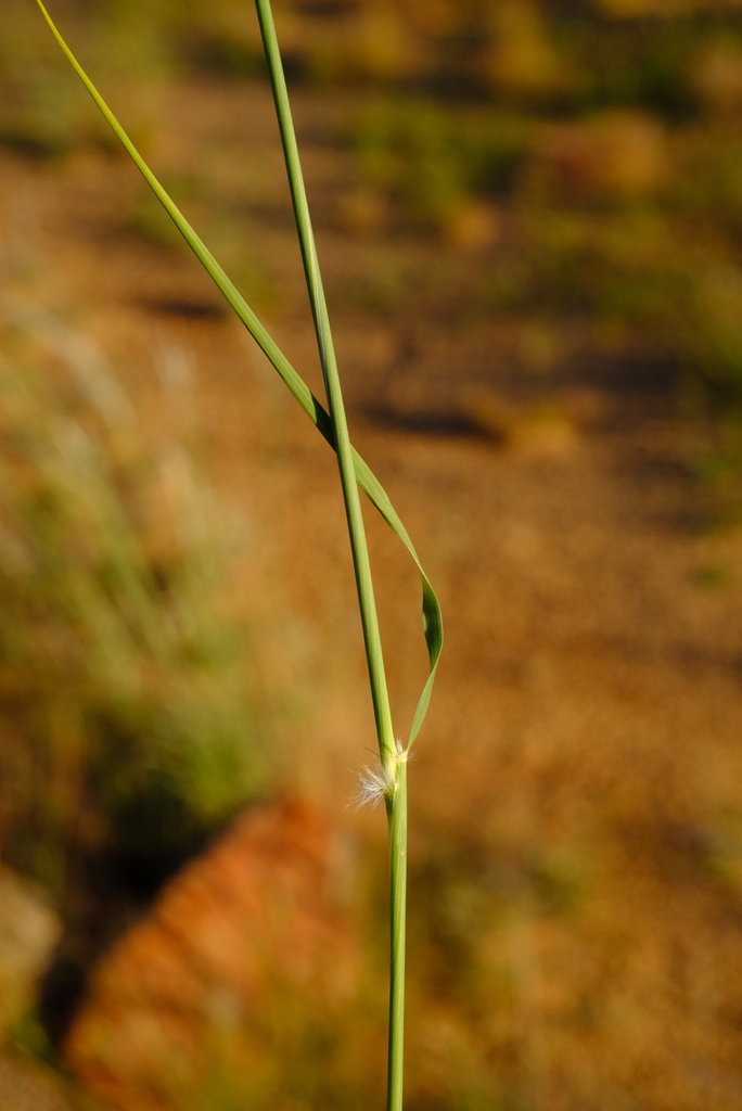 Stipagrostis lutescens