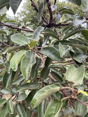 Ficus stuhlmannii