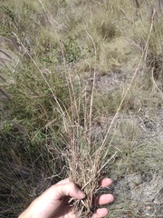 Cymbopogon refractus