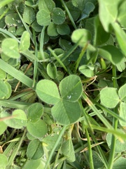 Trifolium pratense