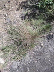 Cymbopogon refractus
