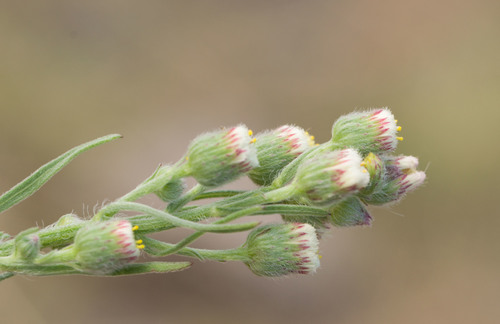 Erigeron bonariensis observed 2022-03-03