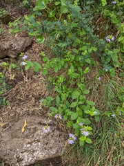 Scaevola microphylla