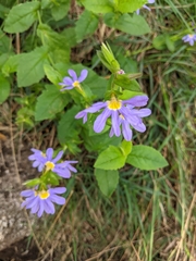 Scaevola microphylla